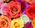 roses