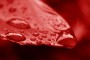 Blood_Drops__by_Tailgun2009