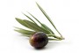 pic_olives