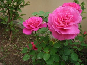 pink+rose