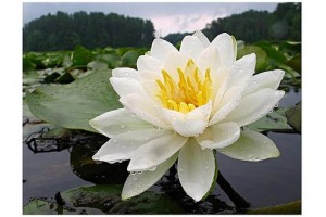beautiful white flower lotus